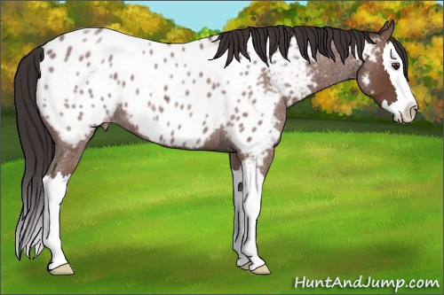 Horse Color:Bay Roan Sabino Splash Appaloosa 