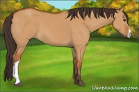 Horse Color:Buckskin Dun 