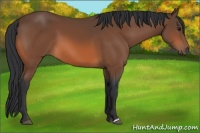 Horse Color:Bay 