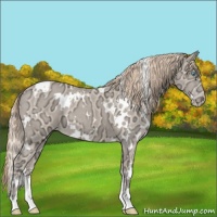 Horse Color:White Spotted Perlino Ice