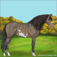 Horse Color:Buckskin Ice Frame 