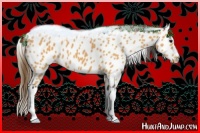 Horse Color:Buckskin Leopard