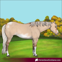 Horse Color:Silver Bay Dun Sabino Tobiano Frame Rabicano