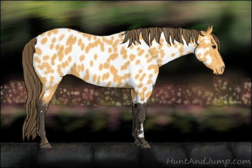 Horse Color:Buckskin Near Leopard