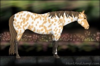 Horse Color:Buckskin Near Leopard