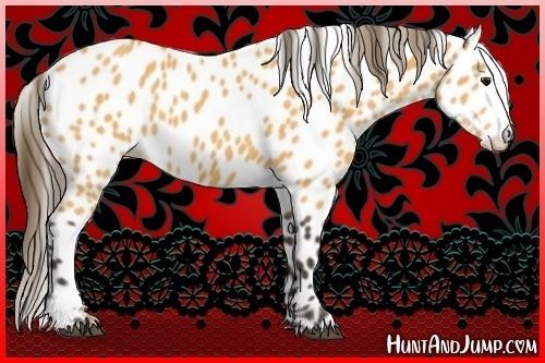 Horse Color:Buckskin Appaloosa 