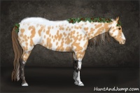 Horse Color:Buckskin Appaloosa 