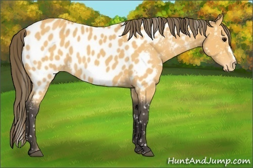 Horse Color:Buckskin Appaloosa
