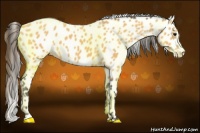 Horse Color:Buckskin Leopard 
