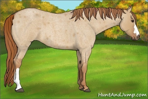 Horse Color:Unknown 