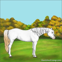Horse Color:Smoky Black Near Leopard