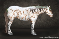 Horse Color:Buckskin Near Leopard 