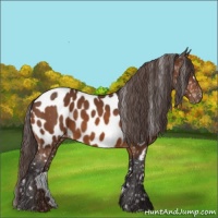 Horse Color:Buckskin Near Leopard 