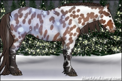 Horse Color:Buckskin Roan Near Leopard