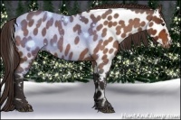 Horse Color:Buckskin Roan Near Leopard 
