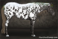 Horse Color:Smoky Black Near Leopard