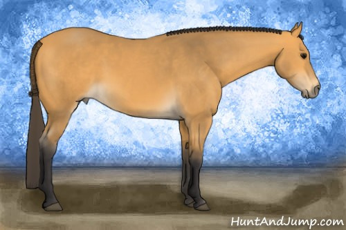 Horse Color:Buckskin 