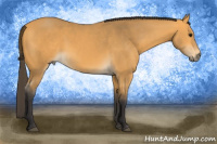 Horse Color:Buckskin 
