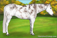 Horse Color:Gray Silver Bay Sabino