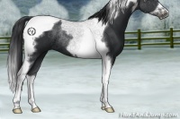 Horse Color:Black Splash Tobiano Frame 