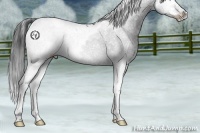 Horse Color:Black Splash Tobiano 