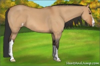 Horse Color:Bay Roan Dun 