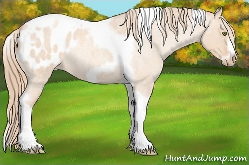 Horse Color:Gold Champagne Roan Dun Splash Tobiano Frame Blanket Rabicano