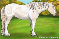 Horse Color:Gold Champagne Roan Dun Splash Tobiano Frame Appaloosa Rabicano 