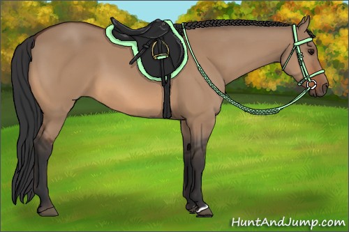 Horse Color:Bay Dun