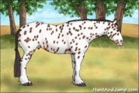 Horse Color:Buckskin Near Leopard