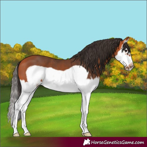 Horse Color:Bay Splash Frame 