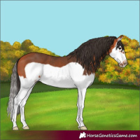 Horse Color:Bay Splash Frame 