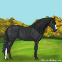 Horse Color:Black 