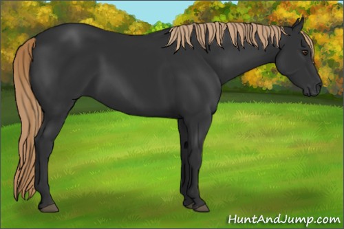 Horse Color:Liver Chestnut 
