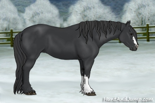 Horse Color:Black  and Black 