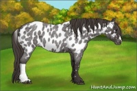 Horse Color:Smoky Blue Roan Appaloosa