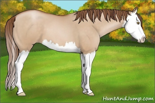 Horse Color:Brown Pearl Dun Splash 