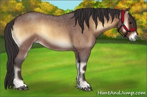 Horse Color:Buckskin Roan Onyx 