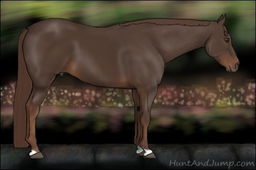Horse Color:Liver Chestnut 
