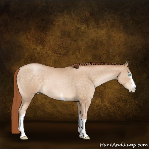 Horse Color:White Spotted Buckskin Roan Pearl 