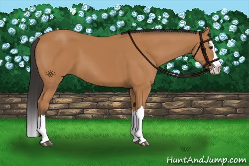 Horse Color:Bay Sabino Splash 