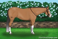 Horse Color:Bay Sabino Splash 