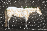 Horse Color:Buckskin Appaloosa 