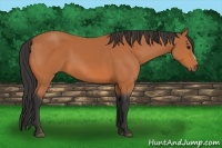 Horse Color:Bay 