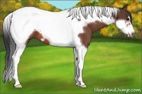 Horse Color:Bay Tobiano Frame 