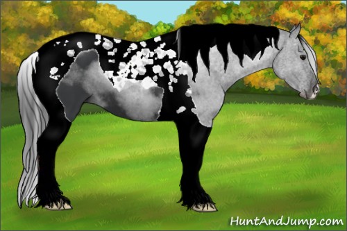 Horse Color:Black Tobiano