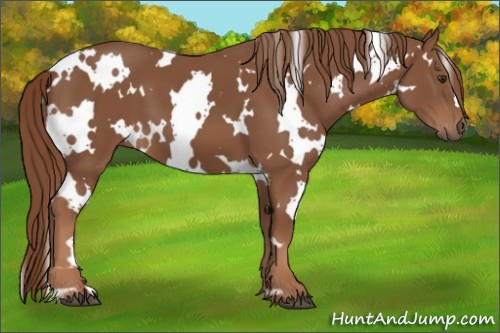 Horse Color:White Spotted Chestnut 
