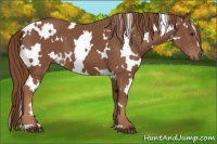 Horse Color:White Spotted Chestnut 