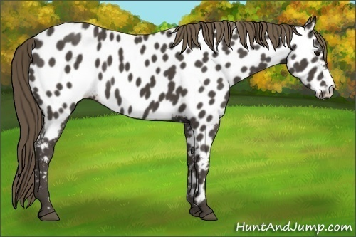 Horse Color:Smoky Black Appaloosa 