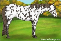 Horse Color:Smoky Black Appaloosa 